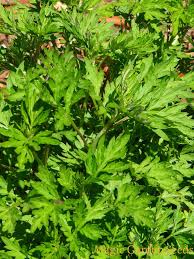 Tee Zubereiten Aus Qing Hao Einjahriger Beifuss Artemisia Annua Jetzt Selbst Anbauen Mit Saatgut Von Magic Garden Seeds Saatgut Beifuss Krauter Pflanzen