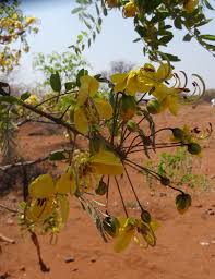 Image result for Cassia abbreviata