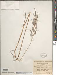 Image result for Digitaria diagonalis