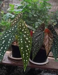 Image result for Begonia brevibracteata