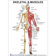 Check spelling or type a new query. Skeletal And Muscles Anatomical Chart Back