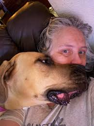 Mastiff as a lap dog