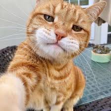 Selfie Time Komik Hayvan Fotograflari Komik Hayvan Sevimli Kediler