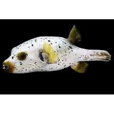 This makes it paramount to offer your puffer fish food with hard shells to help organically trim their teeth. Ilmu Pengetahuan 6 Dog Face Puffer Fish For Sale