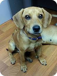 Black And Tan Dachshund Beagle Mix Lisbon Oh Dachshund Beagle Mix Meet Dallas A Puppy For Adoption Http Www Adoptapet Com Pet 11371612 Lisbo Dachshund Quotes Puppy Adoption Dachshund Mix
