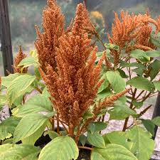 Image result for Amaranthus cruentus