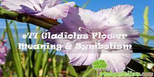77 Gladiolus Flower Meaning Symbolism