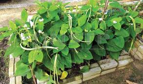Bagaimana ingin membezakan pokok ini secara fizikalnya. Tanaman Berbuah Semangat Bertambah