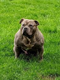 Mini pitbulls inherit their short stature from their patterdale parent. Muglestons Pitbull Farm Pitbulls For Sale Pit Bulls For Sale Pitbull Kennels Pitbull Dogs Pit Bull Dogs