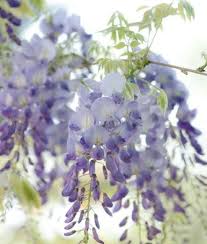 Wisteria Floribunda Lawrence Japanese Wisteria Lawrence Japanese Wisteria Fragrant Vine Purple Flowers Lavender Flo Wisteria Fragrant Flowers Cool Plants