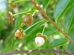 Image result for Aphloiaceae