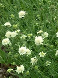 Image result for Scabiosa columbaria
