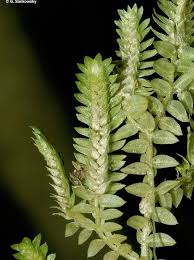 Image result for Selaginella mittenii