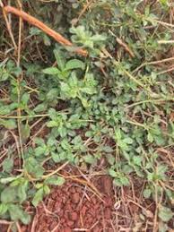 Image result for Zaleya