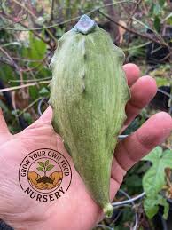 Image result for Cynanchum