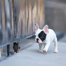 Available french bulldog puppies for sale in texas, usa contact precious french bulldog puppies today! Cute Black Baby Cute Black French Bulldog Novocom Top