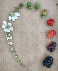 The blackberry 5g may soon fill the void felt by android power users who love the idea of physical keyboards for faster typing. Stages Of Life Of A Blackberry Fruit Beamazed