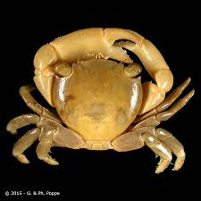 Image result for Cadaba glaberrima