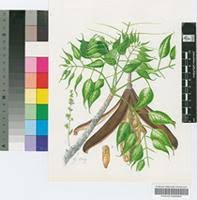 Image result for Entandrophragma caudatum