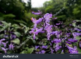 Image result for Plectranthus fruticosus