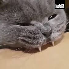 Gather the unique funny cat 1080 x 1080 pictures. Ladbible Cat Bites Box Facebook