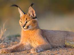 We did not find results for: The Enigmatic Caracal Is In Line To Become India S Second Wild Cat Species To Go Extinct The Enigmatic Caracal The Economic Times