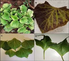 Image result for Siphonochilus parvus