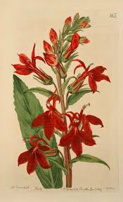 Wallace Gardens Botanical Drawings Botanical Illustration Botanical Art