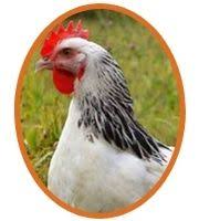 Poules Pondeuses Top 10 Des Races En 2020 Poule Pondeuse Pondeuse Poule