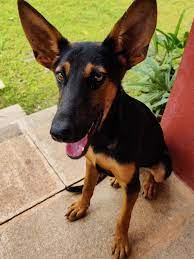 Learn all there is to know about this crossbreed in this post. Momo A German Shepherd Doberman Mix Ears Of Bat Smile Of A Cutie Pie Aww
