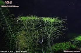 Image result for Eriocaulon setaceum