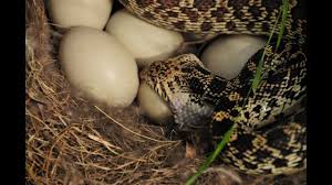 Maybe you would like to learn more about one of these? Controlling Snakes In Your Chicken Coop Youtube