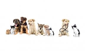 Weitere ideen zu süße hunde, hunde, süße tiere. Fruhstucksbrettchen Susse Haustiere Katzen Hunde Hamster Kuken I 1 Teilig Posterdepot De