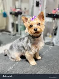 Image result for yorkshire haircut