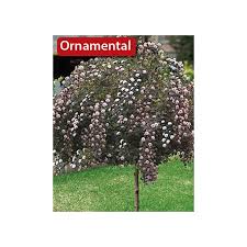 If branches die back, the shrub will spring to life after heavy pruning, even down to ground level. Summer Wine Ninebark