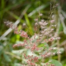 Image result for Melinis repens