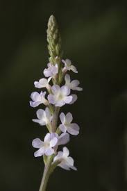 Image result for Verbena officinalis