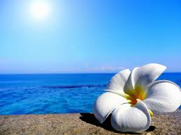 Check spelling or type a new query. Ocean Flowers Wallpapers Top Free Ocean Flowers Backgrounds Wallpaperaccess