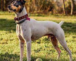 Check spelling or type a new query. 20 Of The Most Popular Rat Terrier Mixes For You To Bring Home Today K9 Web