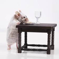 Keep weeds to a minimum and destroy does soap repel mice? Preventative Pest Control How To Keep Mice Away