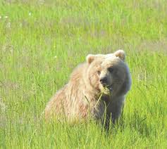Book a tee time host an event. Refuge Notebook Could Bears Benefit From Changing Coastal Marshes Peninsula Clarion