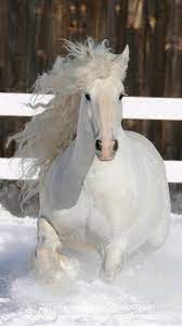 صوره حصان عربي أبيض pretty horses horses most beautiful horses