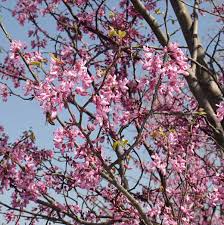 From pink roses to fuchsia flowers. Redbud Tree A Sign Of Spring In Texas Gjm Nature Media