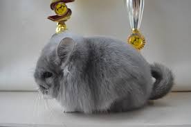 Chinchillas are rodents known for their supremely soft fur. Flandria Chinchillas Home Facebook