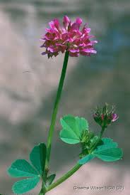 Image result for Trifolium pseudostriatum