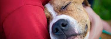 Check spelling or type a new query. Volunteer Montgomery County Humane Society