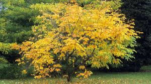Bright gold leaves in autumn. Yellowwood Tree Plant Care Growing Guide
