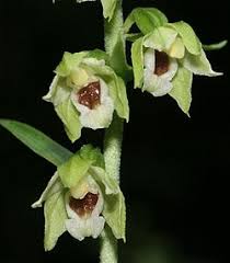 Image result for Epipactis africana
