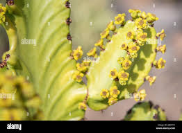 Image result for Euphorbiaceae