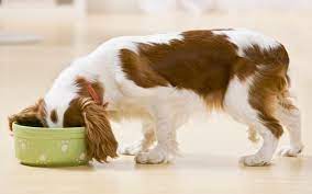 Wir erklären, welche bedeutung idealer stuhlgang beim hund ist braun mit einer guten form und weicher, jedoch nicht breiiger. Stuhlgang Und Kot Beim Hund Gesundheit Futterqualitat Erkennen